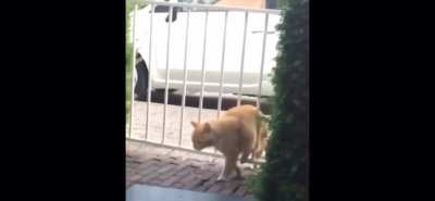 cat gets stucc