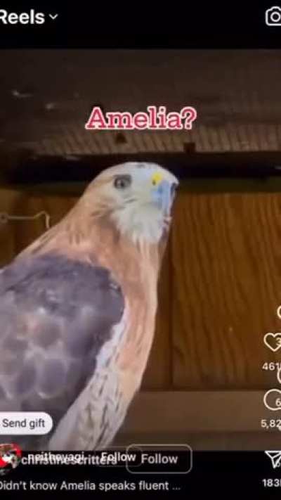 🦅🦅