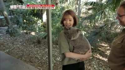 Sunny Koala experience
