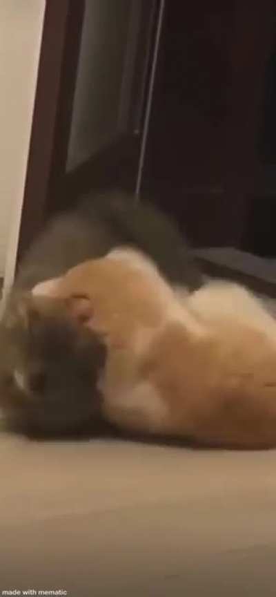 Cats being cats.