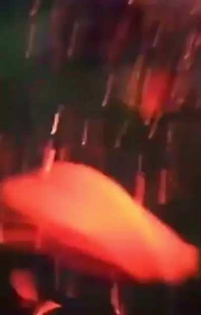 Cursed_picknick
