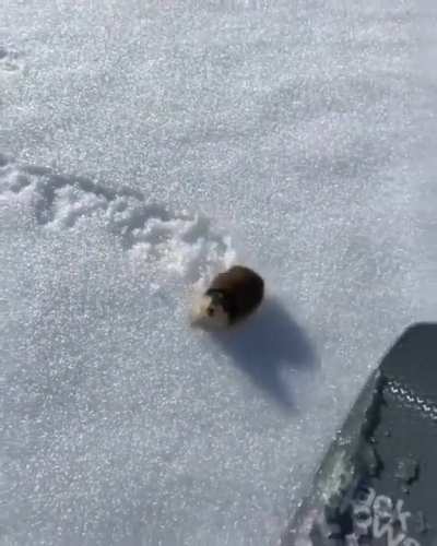 🔥 A skier encountering a highly territorial lemming on the slopes 🔥