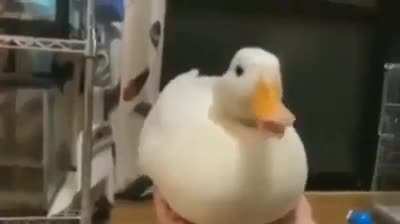 quack.