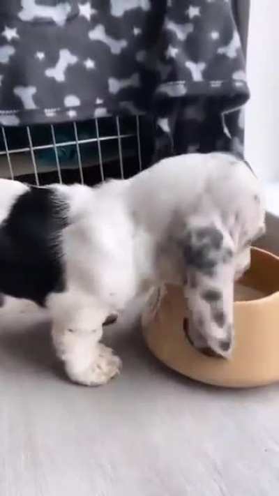 80% Laziness 20% Ears