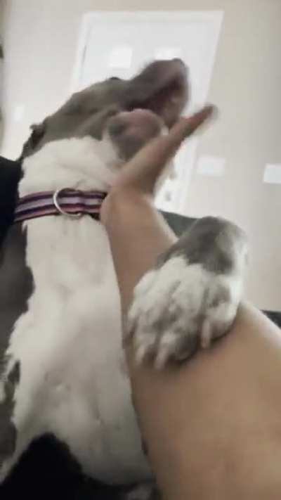 Vicious pit bull attacks human&rsquo;s aerial hand assault