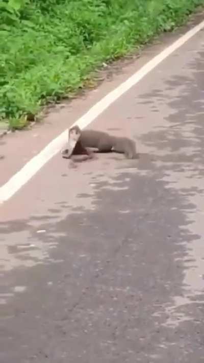 Mongoose Vs Cobra