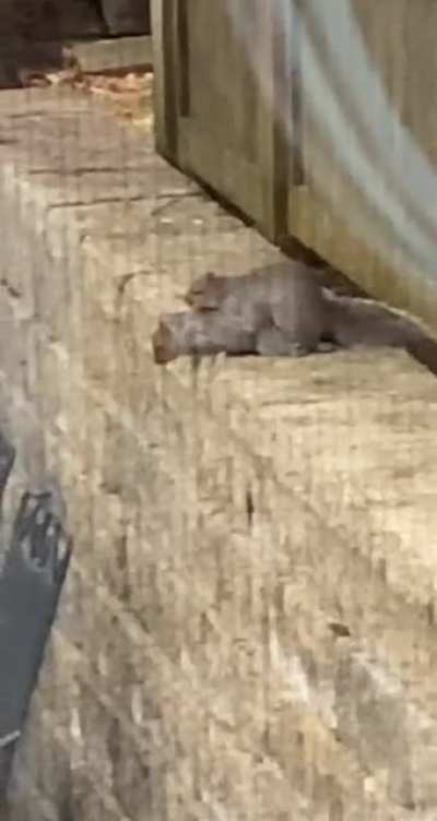 OMG... f*cking squirrels!