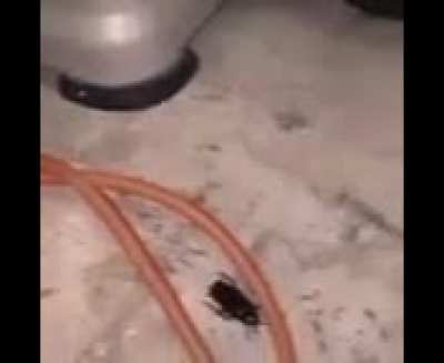 poor lil guy