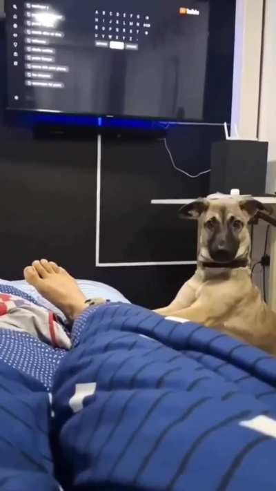 "Get a dog," they said. "It'll be fun," they said.