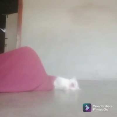 pOor CAt bEInG dEvouReD By A fUckiNG mONsTEr