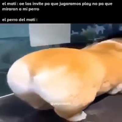 el perro del mati