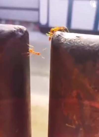 poor lil guy