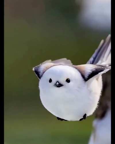 ball burb