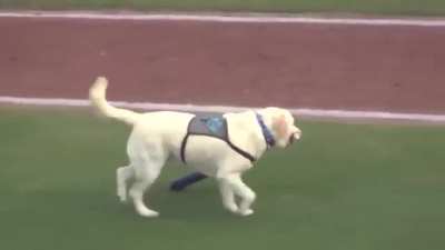 pSychO doG CoLLeCTS baSEbALL BAtS So He CAn FuKkiN SmAsh in peopLE'S braiNs