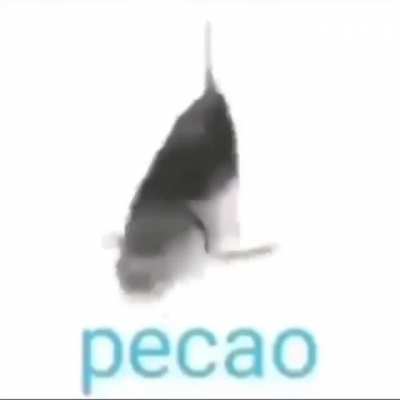 pecao