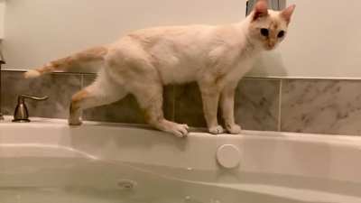 My derpy boy&rsquo;s catculations are off by a few decimals.