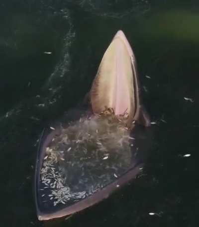 An Eden&rsquo;s whale trap feeding.
