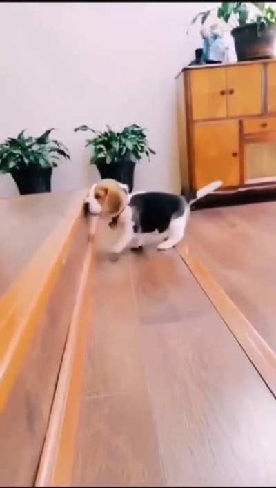 Puppy conquers the stairs