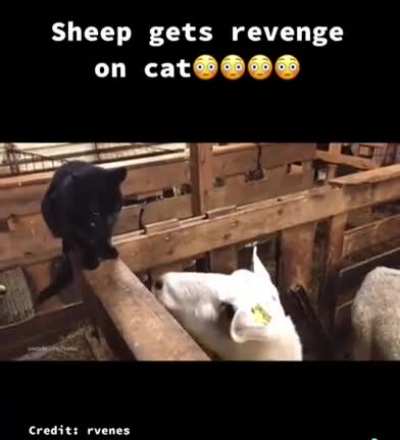 Who doesn&rsquo;t love a bit of sheep revenge