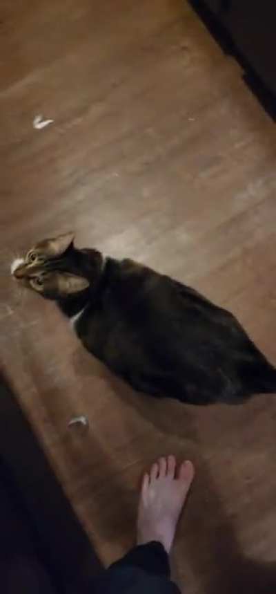 mittens is angry i will not feed her 24/7