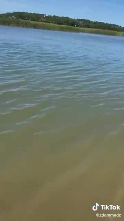 Dolphin DOLPHIN
