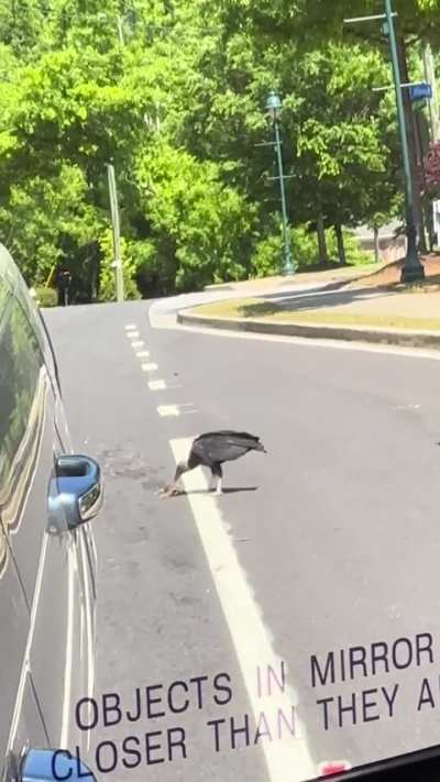 Saw these two vultures on my commute today. I think vultures are amazing and love to admire them when I can. Location Atlanta, GA.