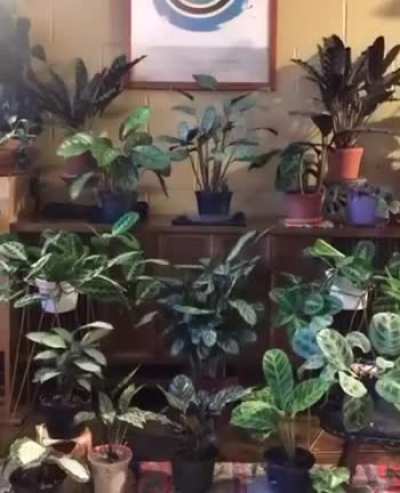 Plants don&rsquo;t stay still. When shown sped up, you can see how much they actually move.