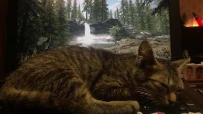 Sabre cat sleeping