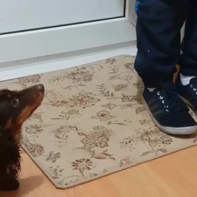 Dixie the Dachshund