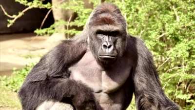 monke rule da world