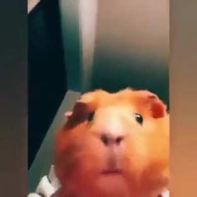 fofo