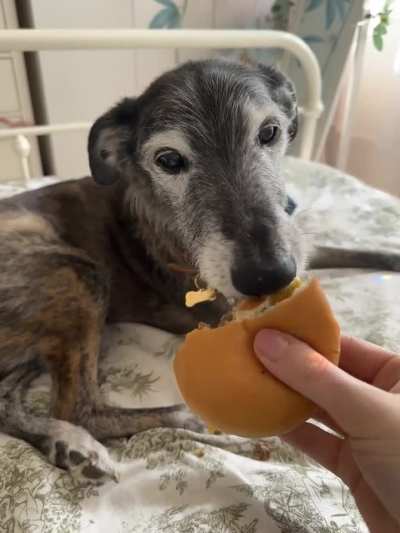 Old man Bob (14) says the calories don&rsquo;t count when you reach this age