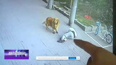Se&ntilde;or que paseaba a su perro (con zapatos) es noqueado por gato que cae del cielo, para que despu&eacute;s el perrito se ponga a jugar con el gato que noque&oacute; a su due&ntilde;o.
