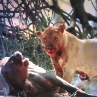 Lion shakes off the blood