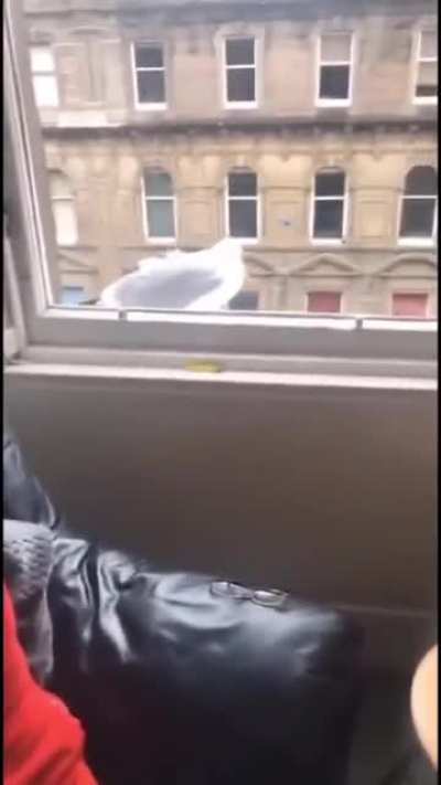 Suicidal bird