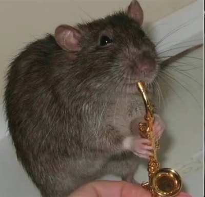 Rat got talent: