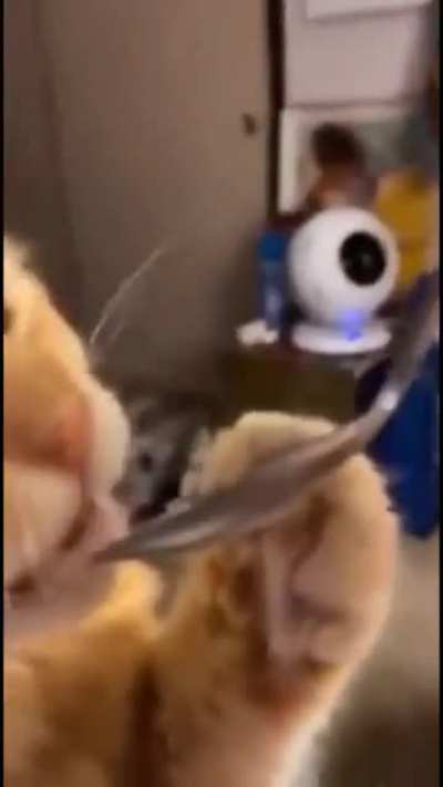 Guess cats don&rsquo;t like pistachio ice cream