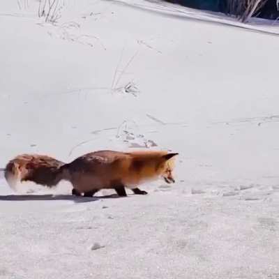 🔥 Fox in hunting mode 🔥