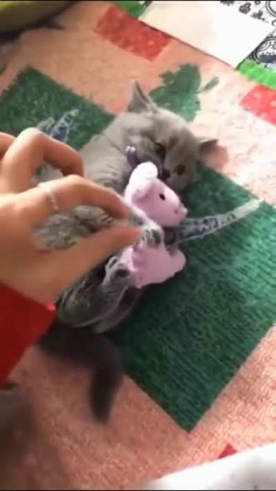 Kitty: Don't touch my toy!