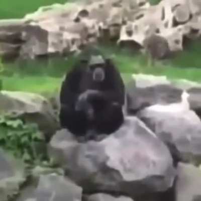 Monkey