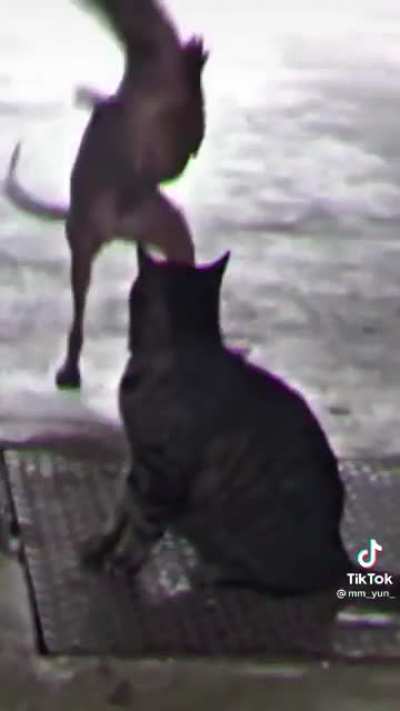 Dog Dance