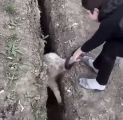 What the sheep doin