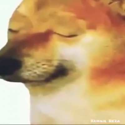 Poor doggo