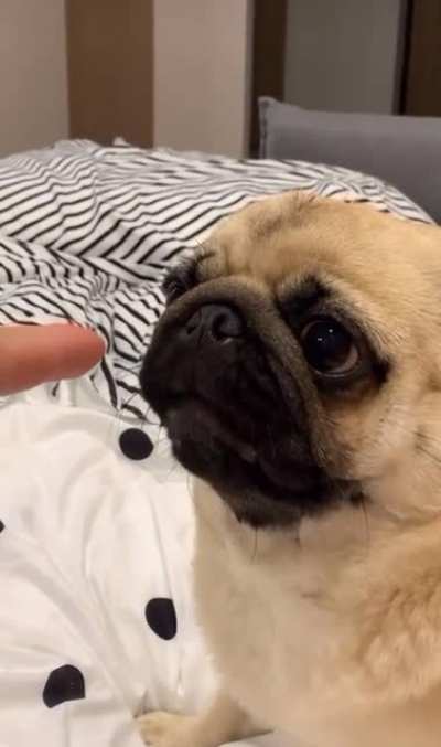 Pug and finger