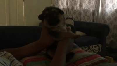 Aggressive Doggo