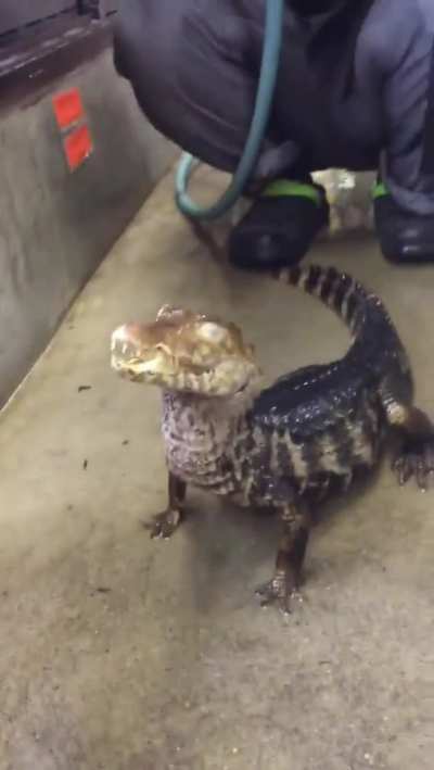 look like happy boy