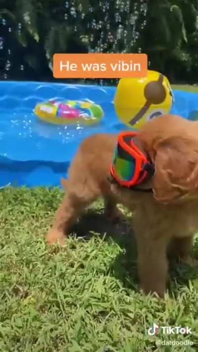 Duke is 100% cooler than me
