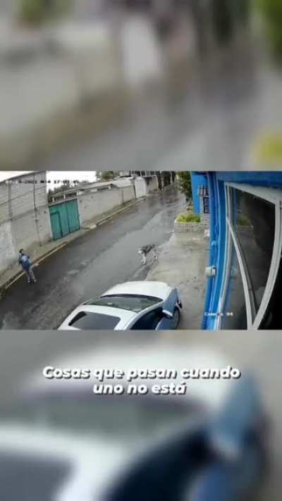 Perro madrazo. Est&aacute; bien el perro :D pt1