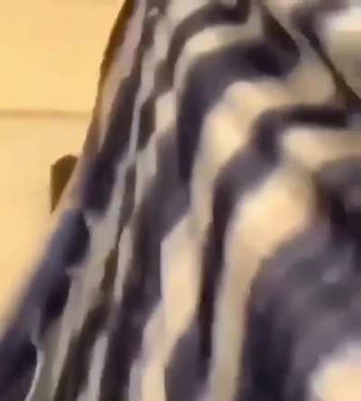 Ayo?