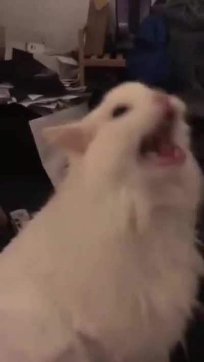 Nokia cat